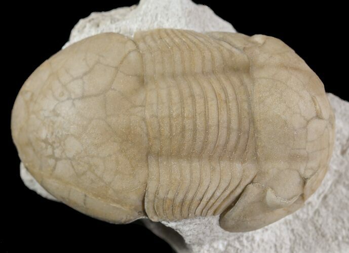 Nice, Caudillaenus Oblongatus Trilobite - Russia #89068